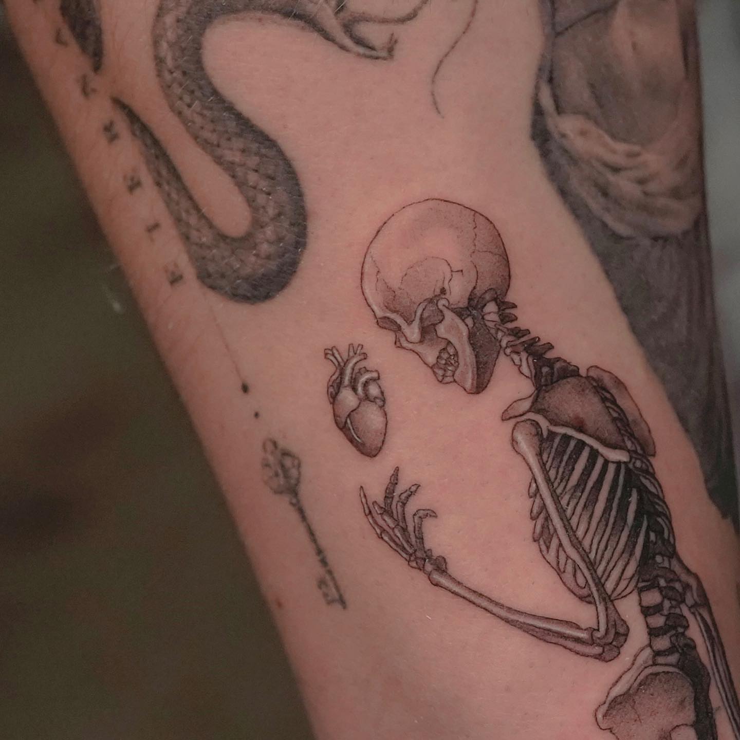 Skeleton with heart and snake realism tattoo on the forearm by eddie chavez