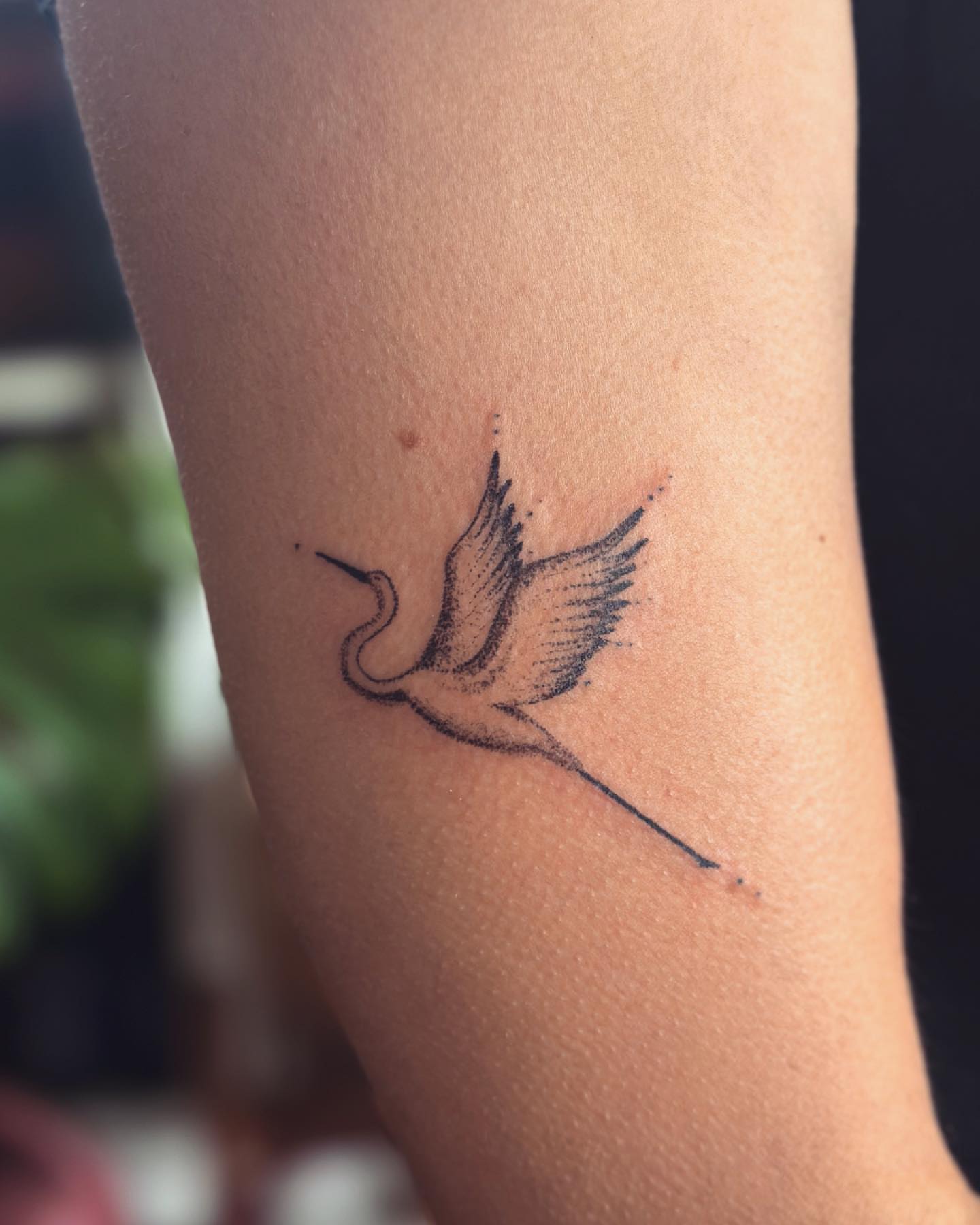 Bird dotwork tattoo on the forearm by Gaya