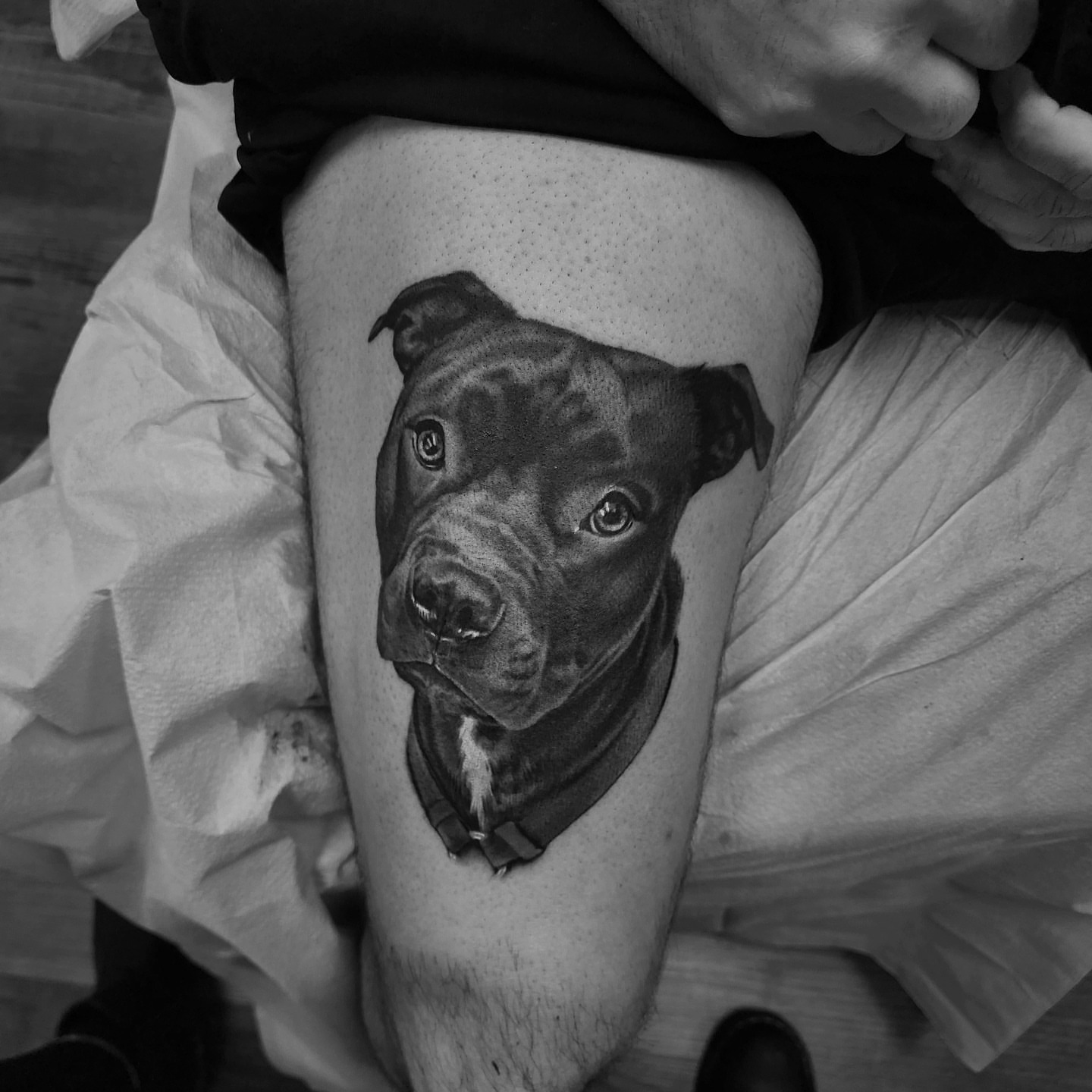 Pit bull realism tattoo on the thigh by Dani Ryan