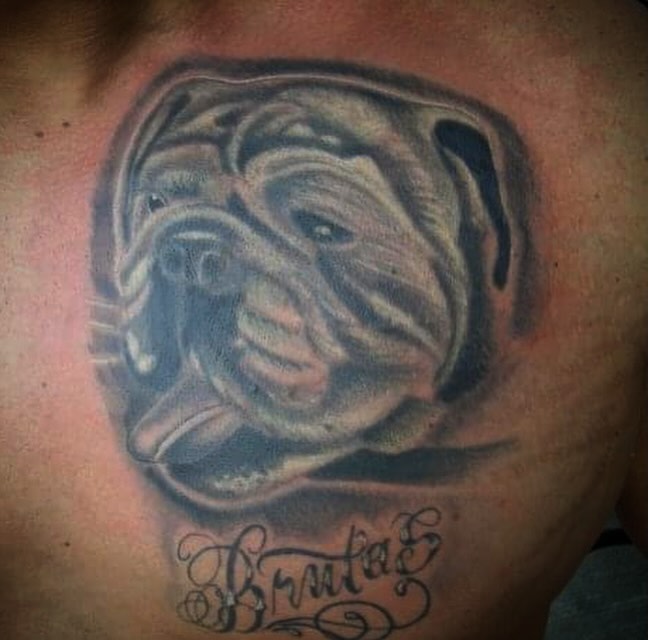 Bulldog realism tattoo on the chest by Bobby Glennon
