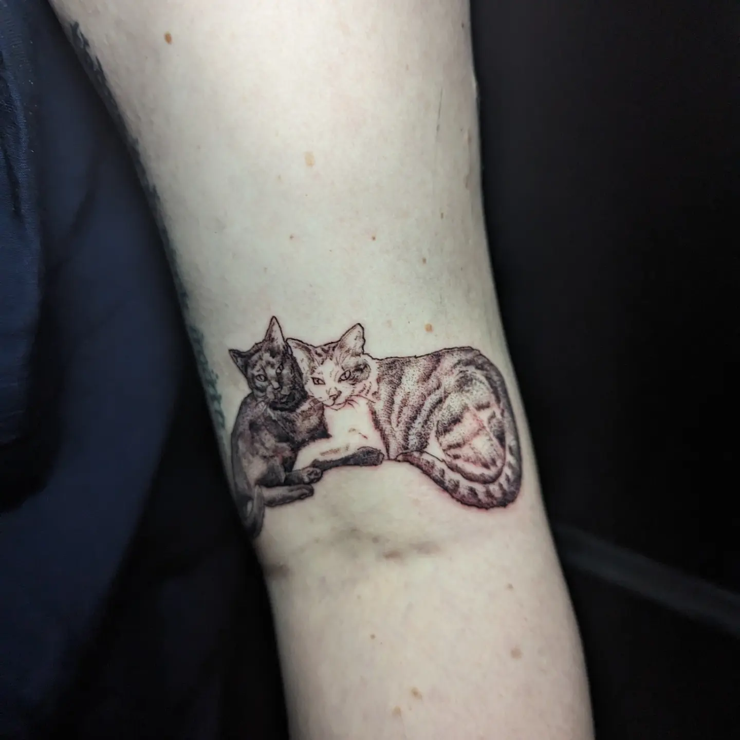Two cats realism tattoo on the forearm by Cat