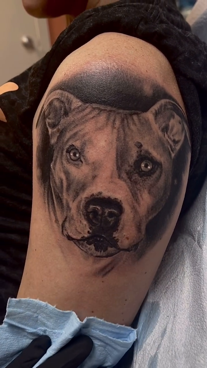 Pitbull portrait realism tattoo by Greg West Sac tattoo artist, West Sacramento, California
