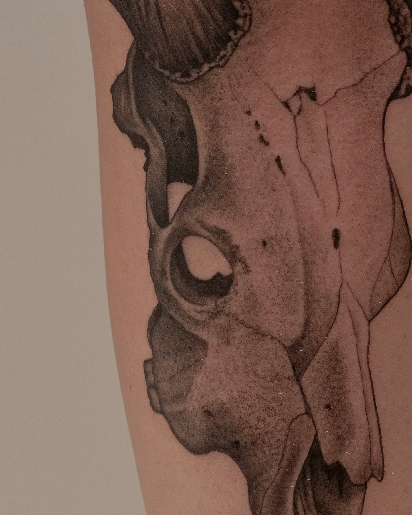 Horse skull realism tattoo on the forearm by James Hix - Tattoo Artist, Fort Worth, Texas