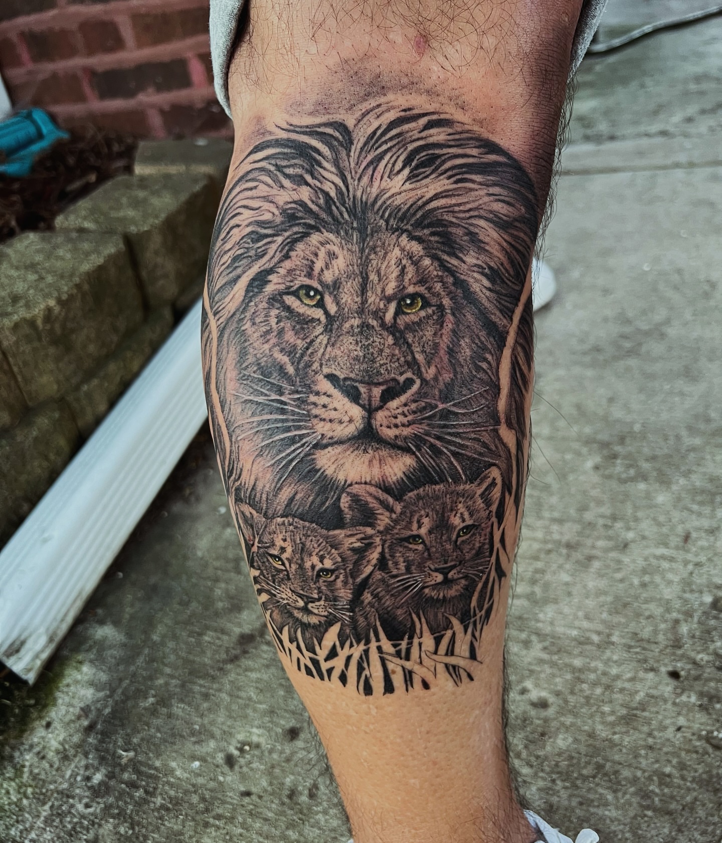 Lion and cubs realism tattoo on the forearm by JT Ink