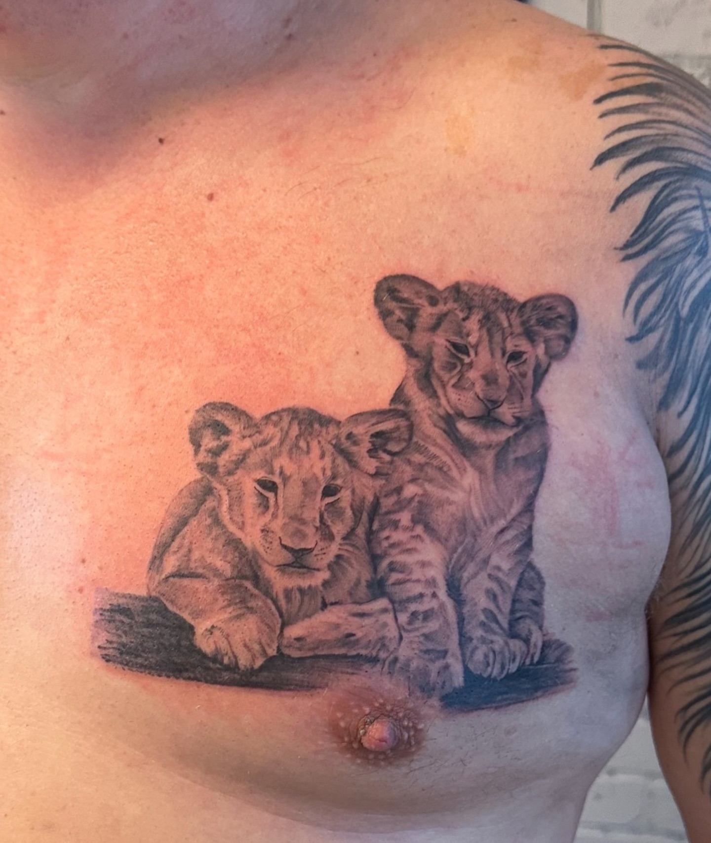 Lion cubs realism tattoo on the chest by Steph ❤️‍🔥 New Jersey Tattoo Artist
