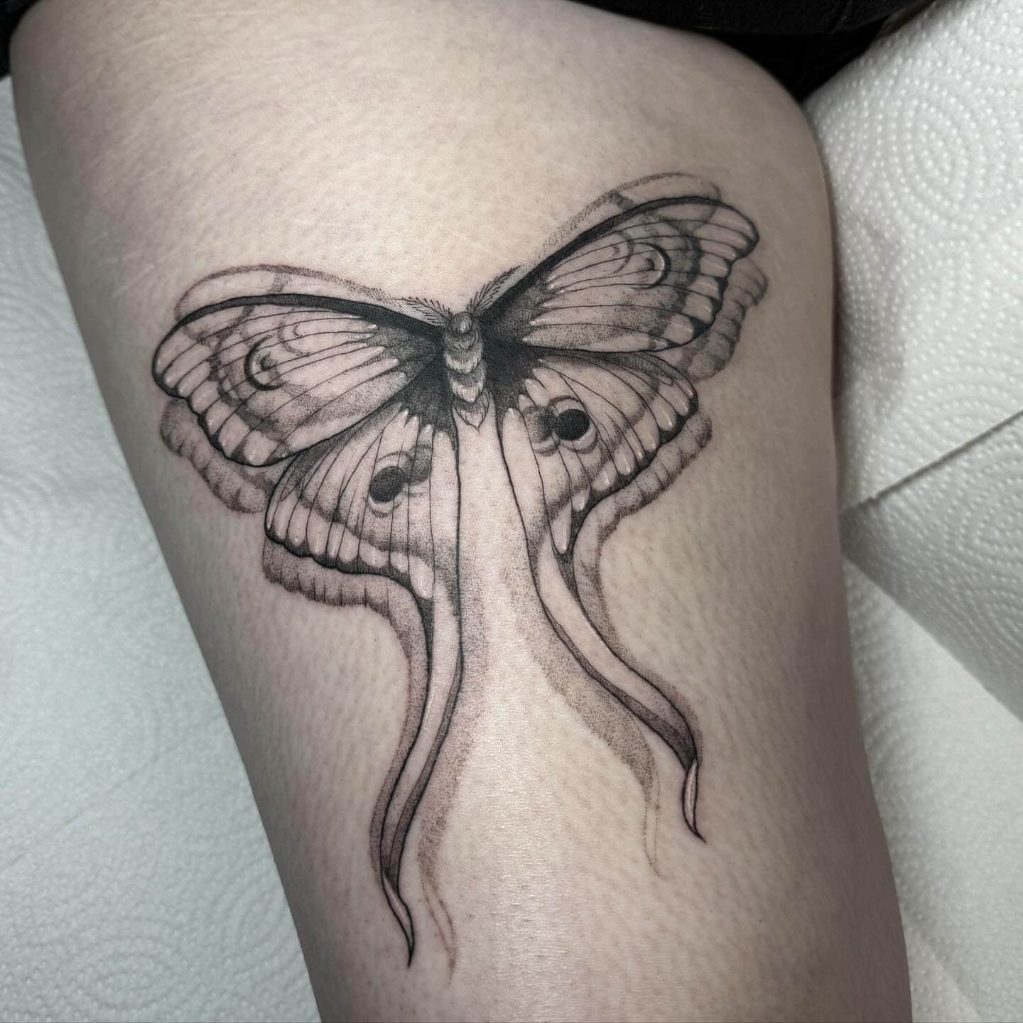 Moth dotwork tattoo on the thigh by 𝔈𝔯𝔦𝔫 𝔊𝔦𝔩𝔩𝔦𝔩𝔞𝔫𝔡, Springfield, Ohio