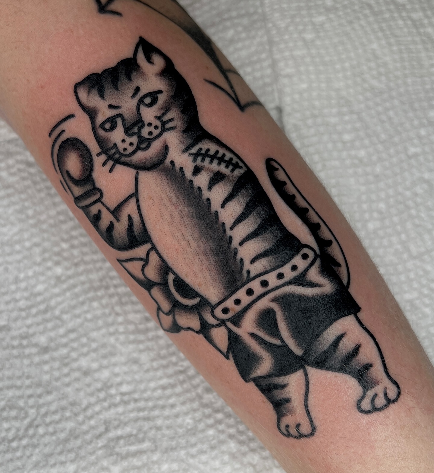 Cat American traditional tattoo on the forearm by Ian Jett