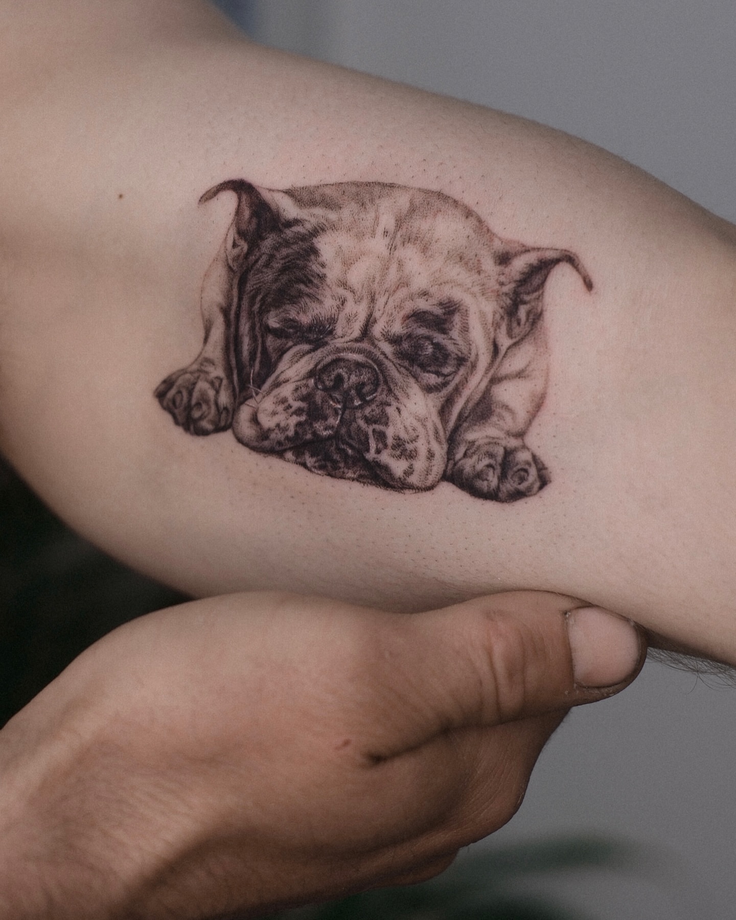 Bulldog realism tattoo on the forearm by Kate