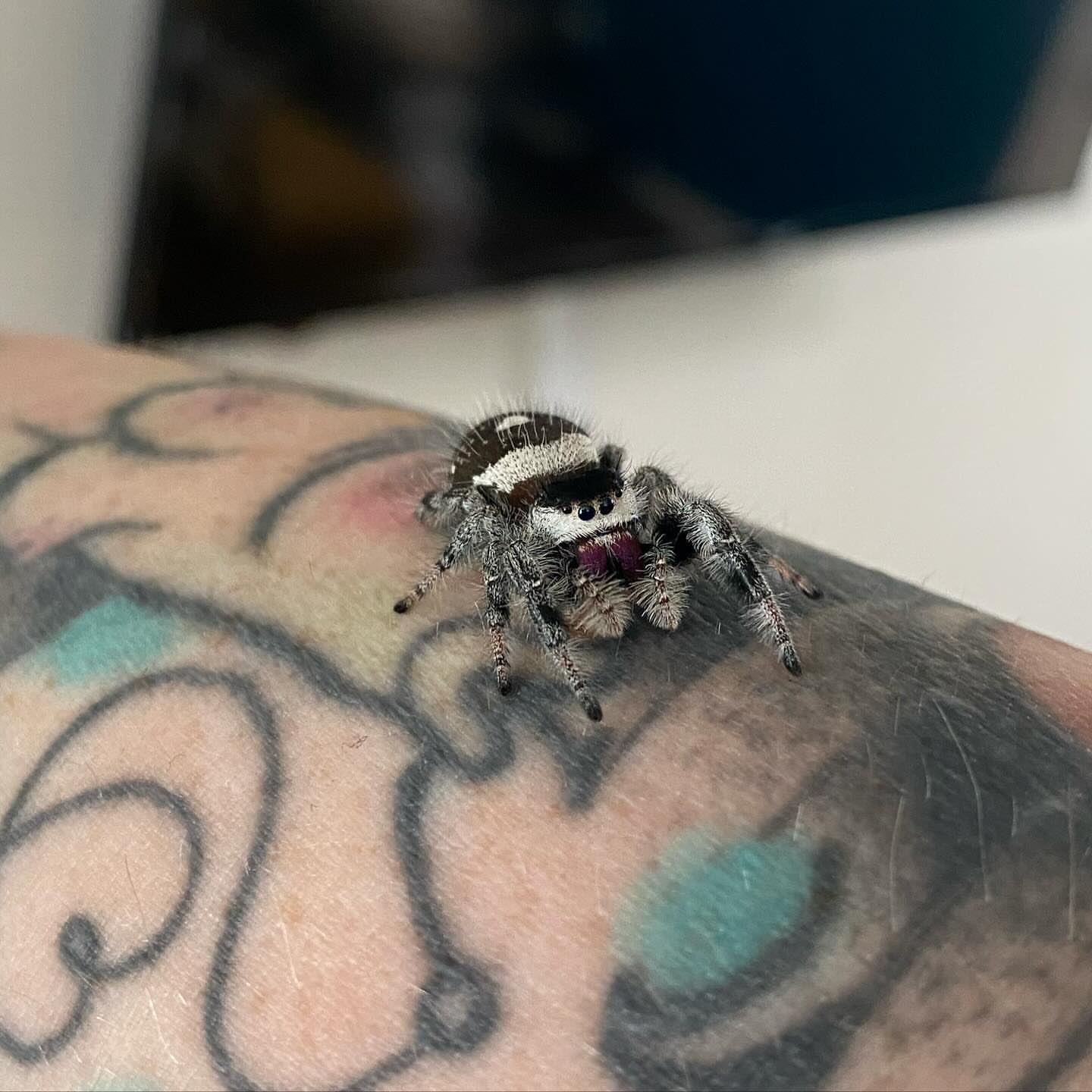 Spider black and grey tattoo on the forearm by Amber Lea, Kansas City, Kansas