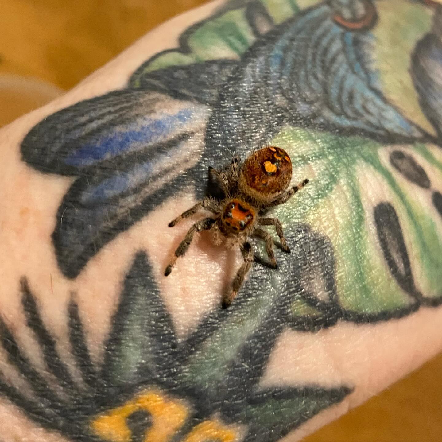 Jumping spider dotwork tattoo on the forearm by Amber Lea, Kansas City, Kansas