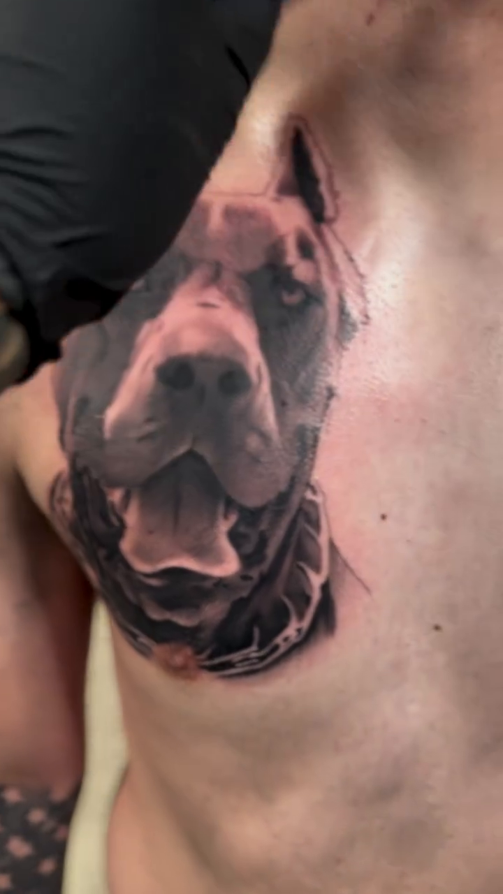 Pitbull dog portrait realism tattoo by Jason Martinez