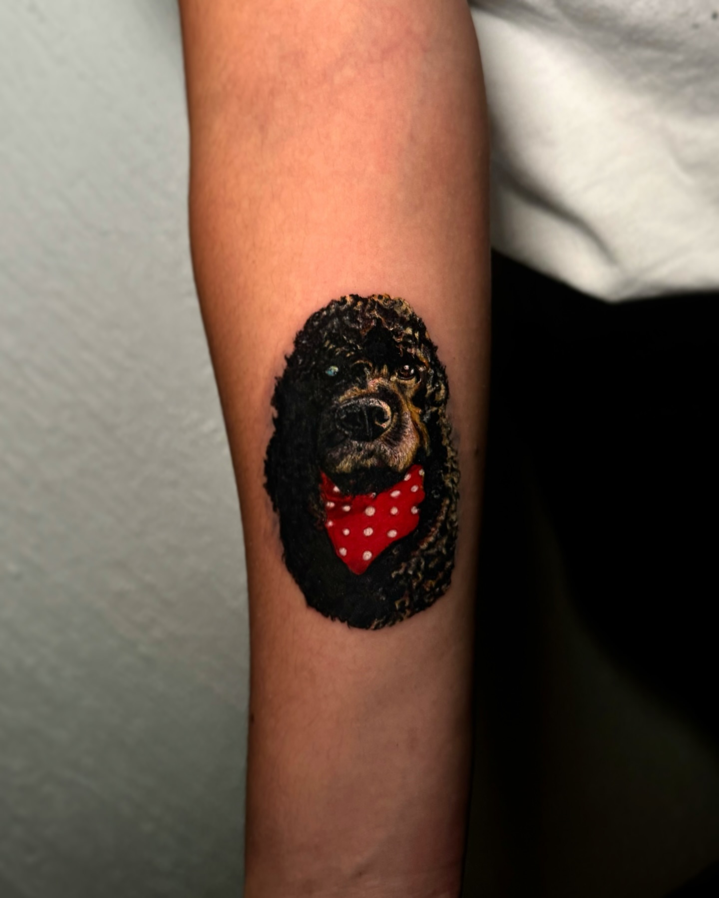 Poodle realism tattoo on the forearm by Mishel Castro