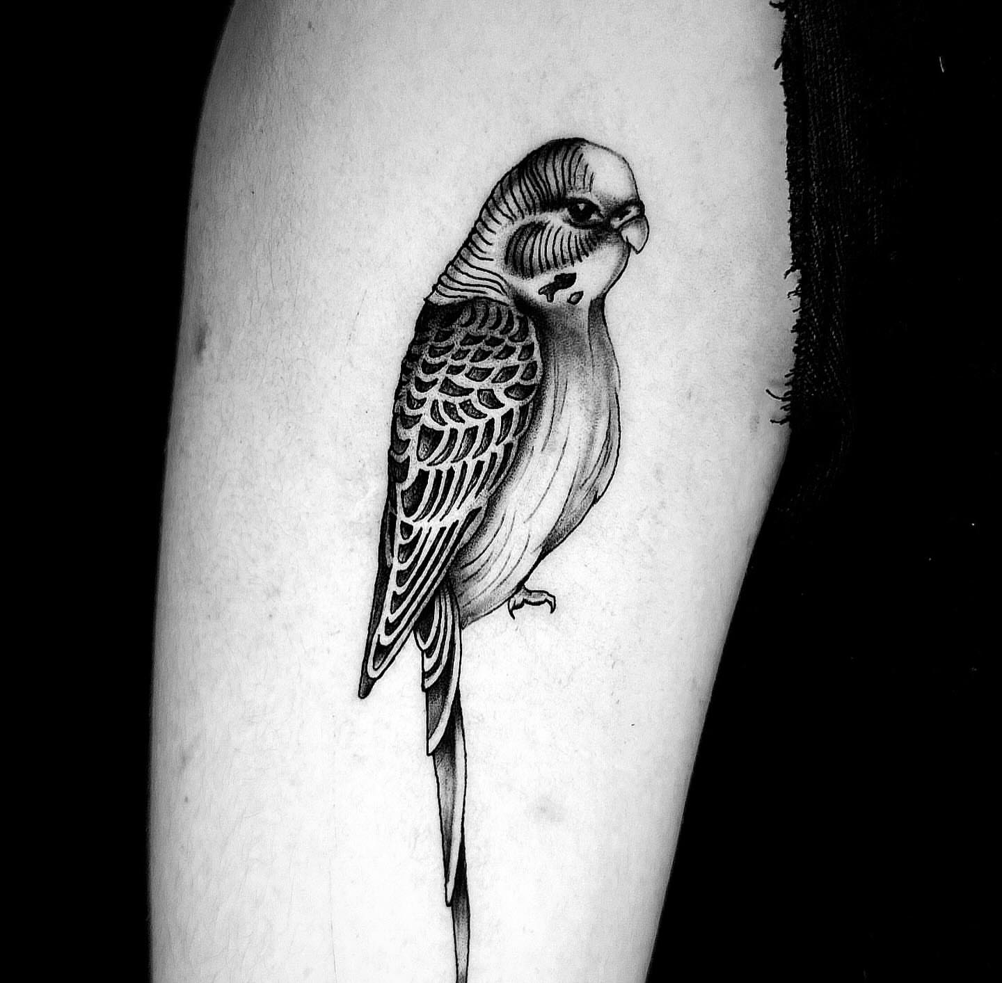 Budgerigar black and grey tattoo on the forearm by ⠀Joey Rosado