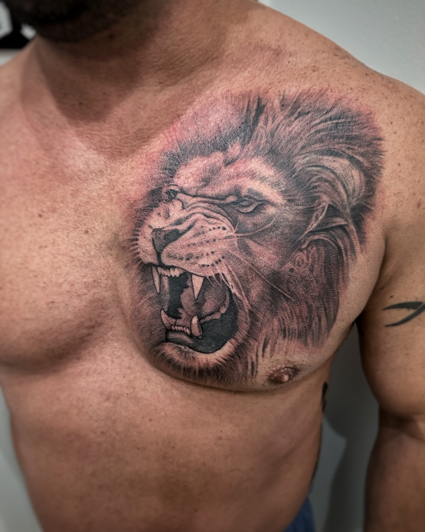 Lion realism tattoo on the chest by David Gray
