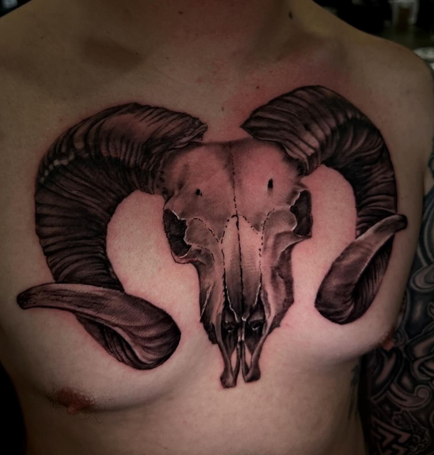 Ram skull realism tattoo on the chest by Billy Harris