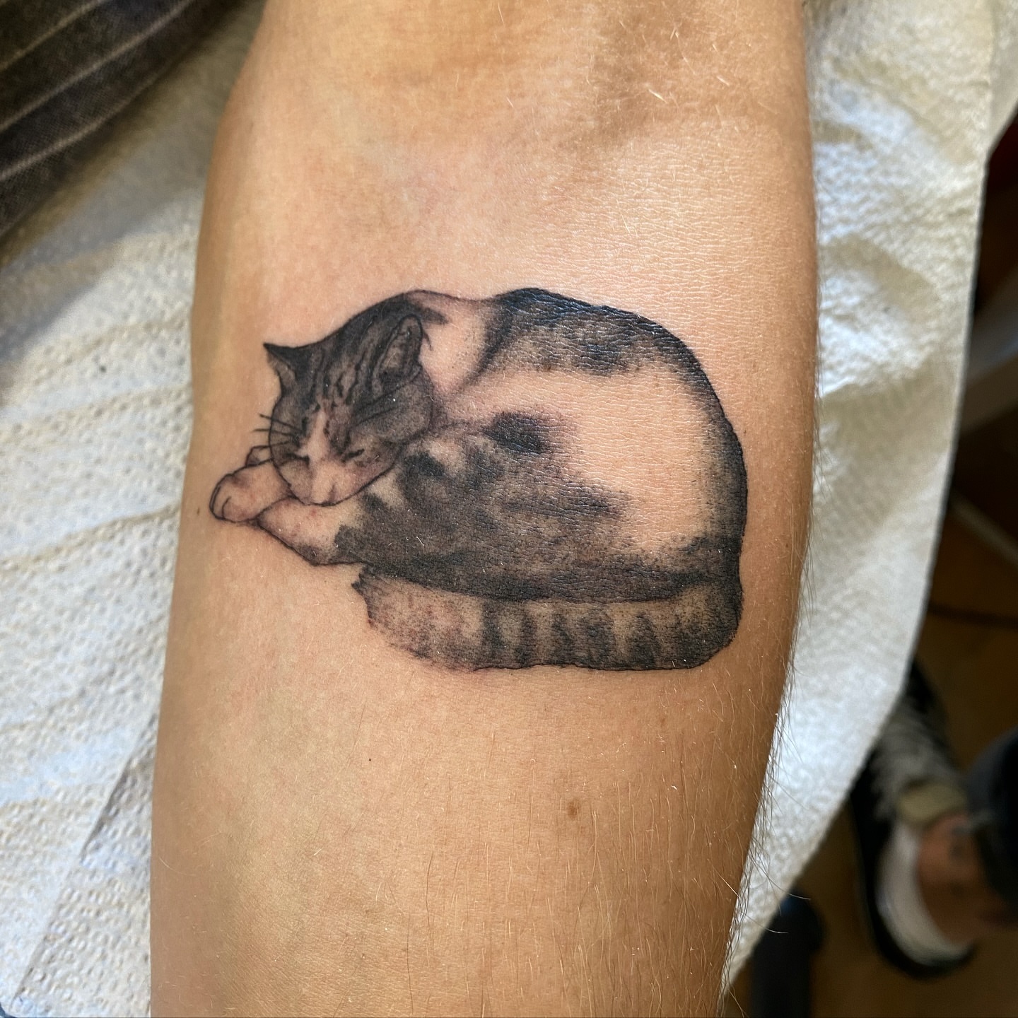 Cat realism tattoo on the forearm by Joey Delarosa, San Francisco, California