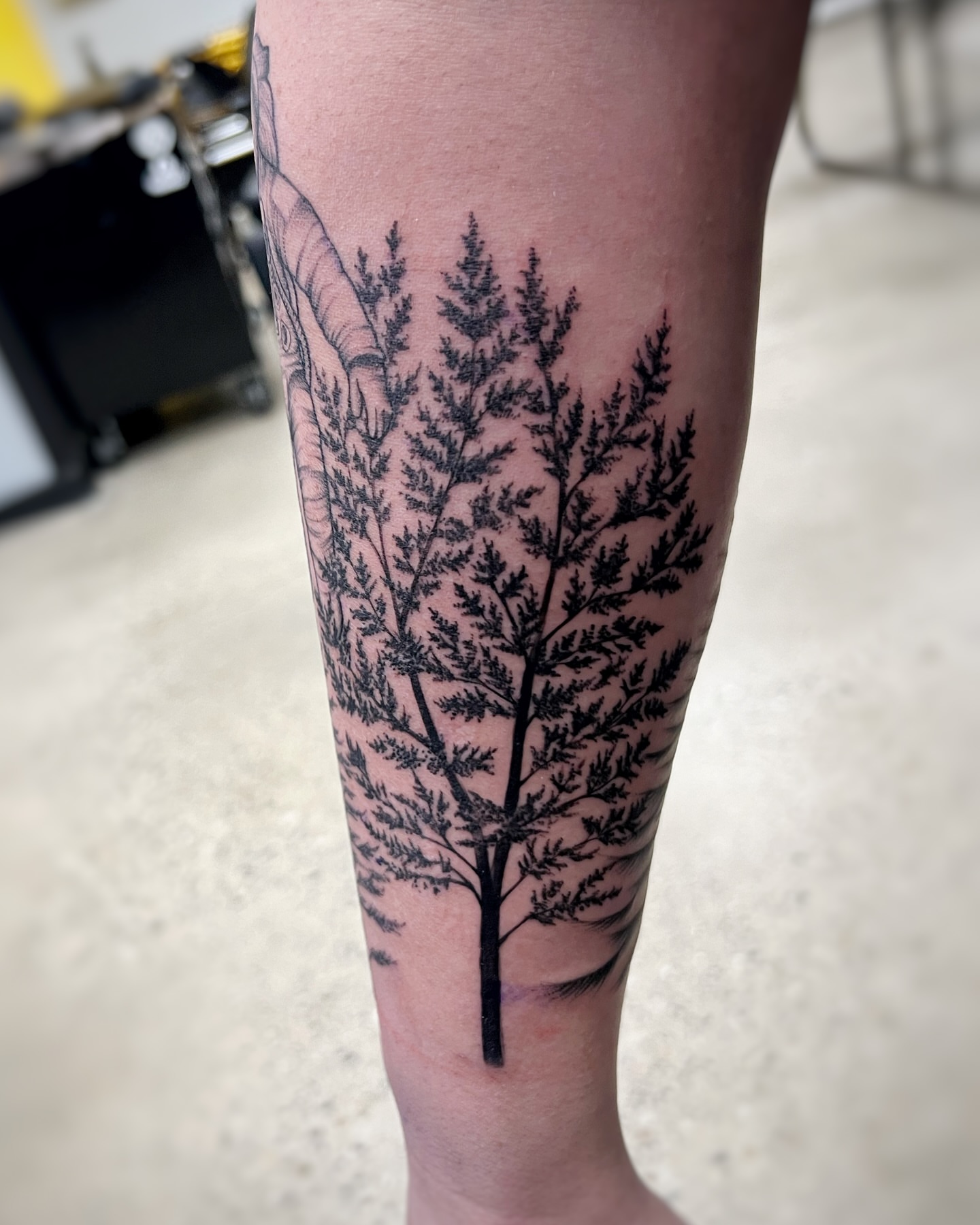 Tree black and grey tattoo on the forearm by Tattoos by Hanna, Farmington Hills, Michigan