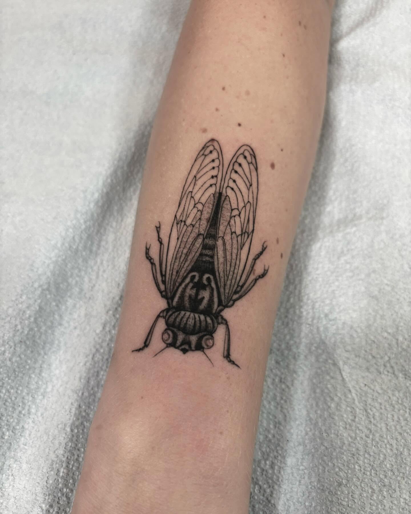 Cicada black and grey tattoo on the forearm by Jake Hodson, Nashville, Tennessee