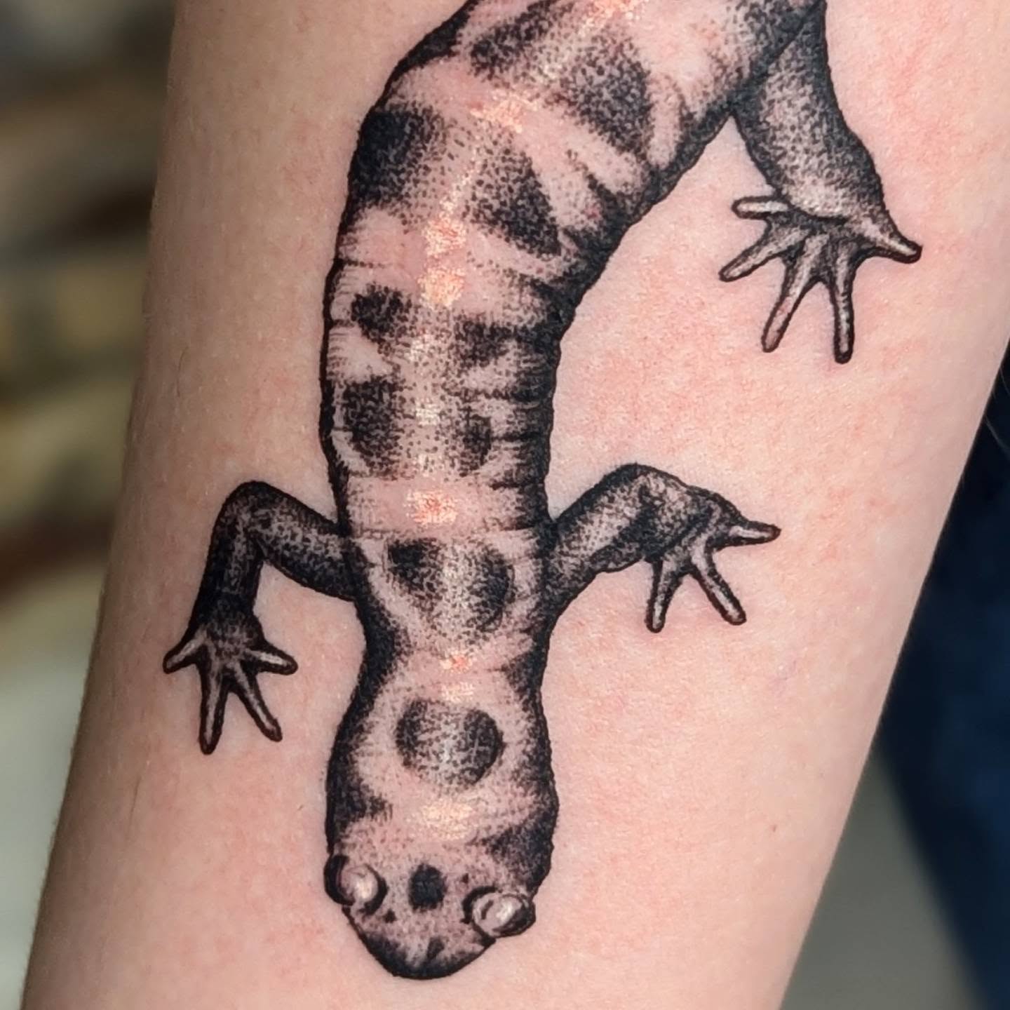 Gecko dotwork tattoo on the forearm by Eli Studer