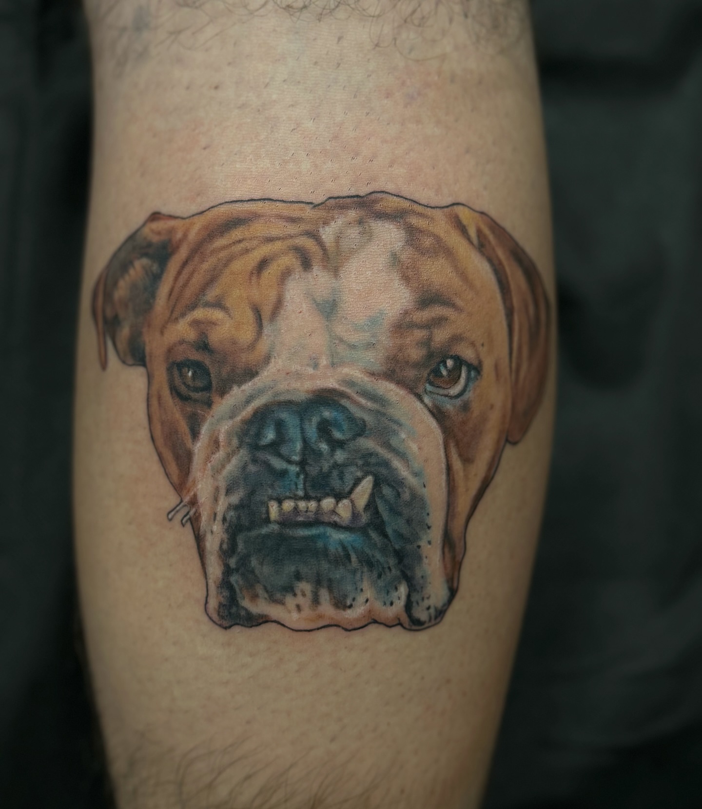 Bulldog realism tattoo on the forearm by Hori Shit