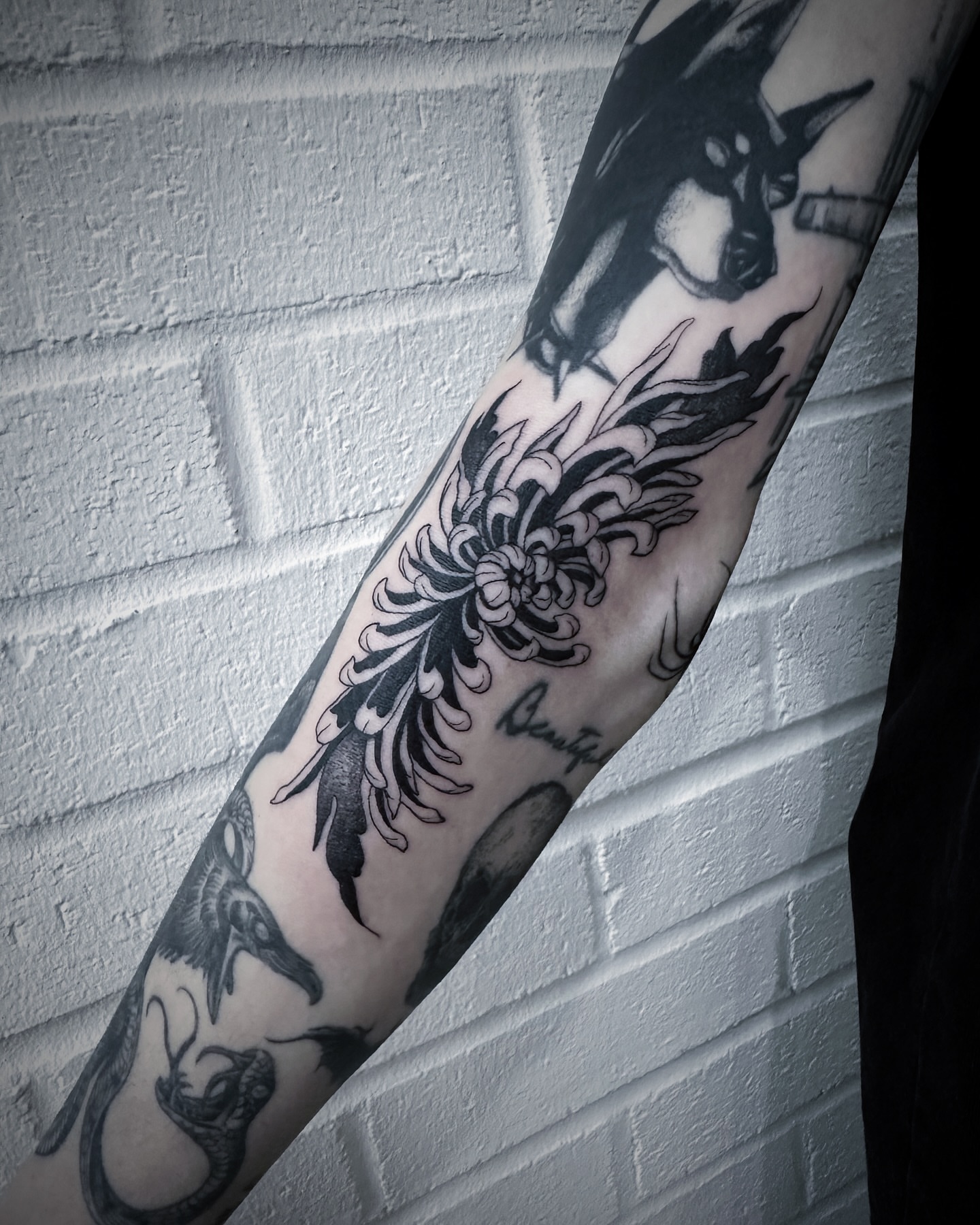 Goat and chrysanthemum black and grey tattoo on the forearm by 🕸 ᴠɪᴠɪᴀɴ ʟᴏʀᴇ 🕸, Nashville, Tennessee