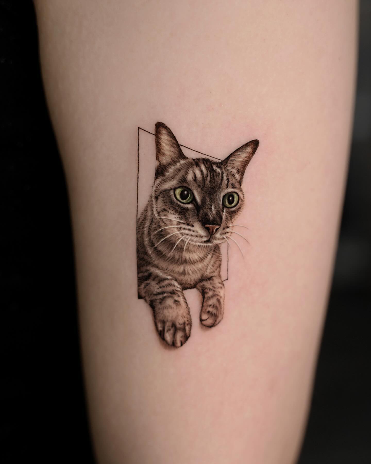 Cat realism tattoo on the forearm by Hoze