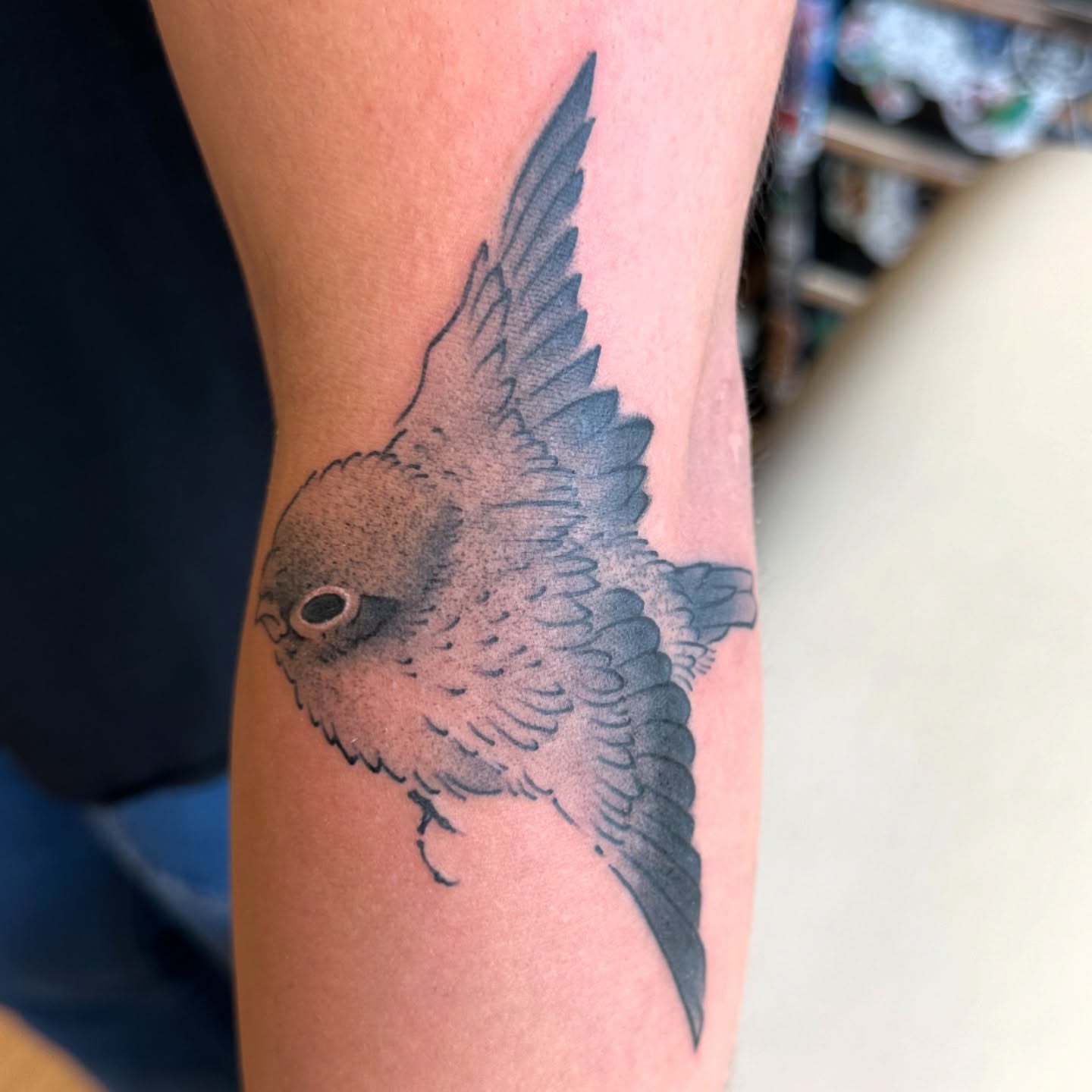 Bird dotwork tattoo on the forearm by 𝙹𝚎𝚗 ♡︎