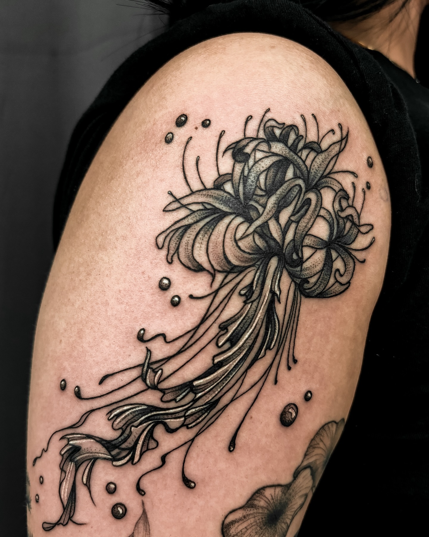 Chrysanthemum black and grey tattoo on the shoulder by ✿ Desiree Gawle ✿