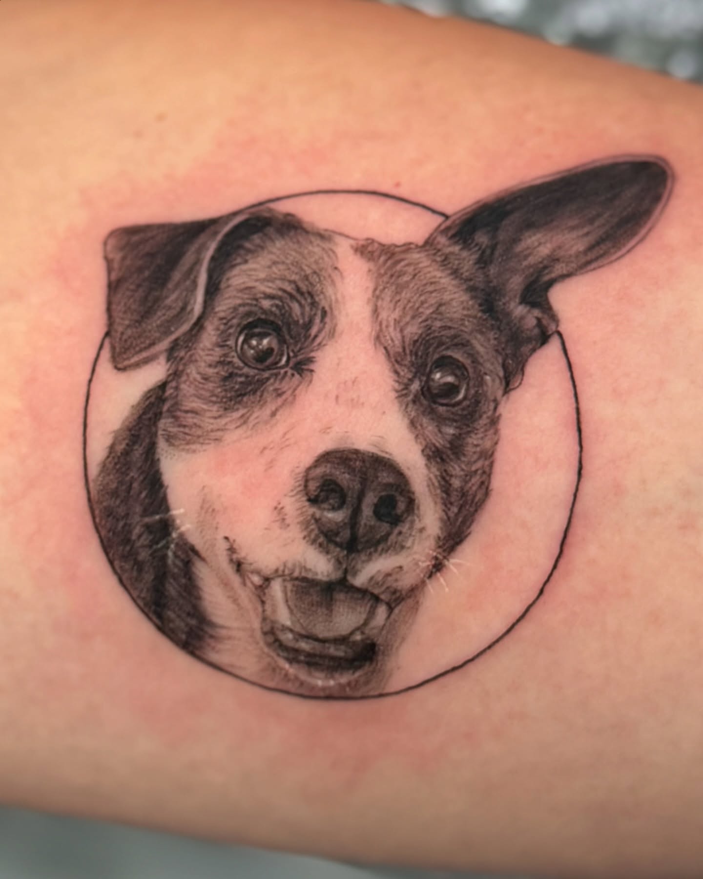 Dog realism tattoo on the forearm by Mia