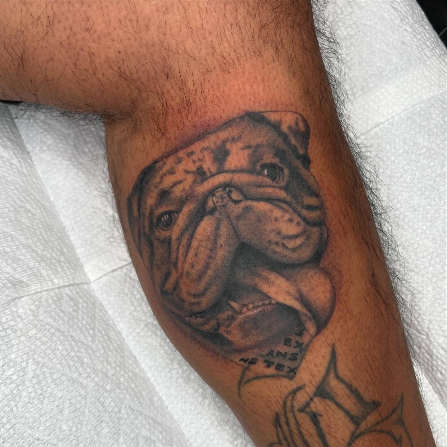 Bulldog realism tattoo on the forearm by Kayla Cordova