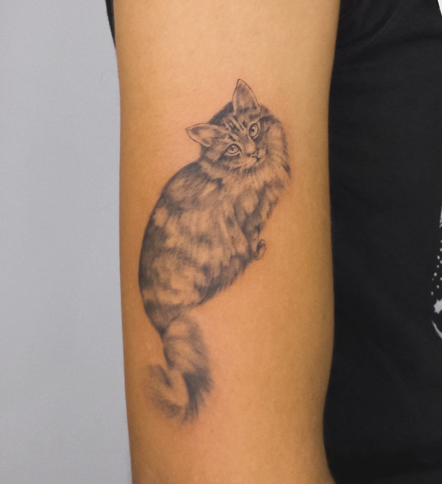 Cat black and grey tattoo on the forearm by Blackwork & microrealism tattoos