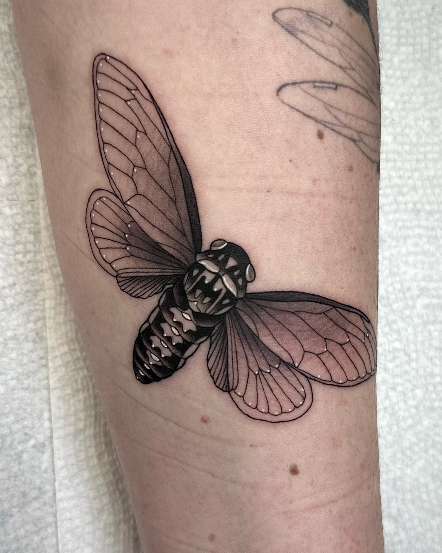 Moth black and grey tattoo on the forearm by Savannah Compton