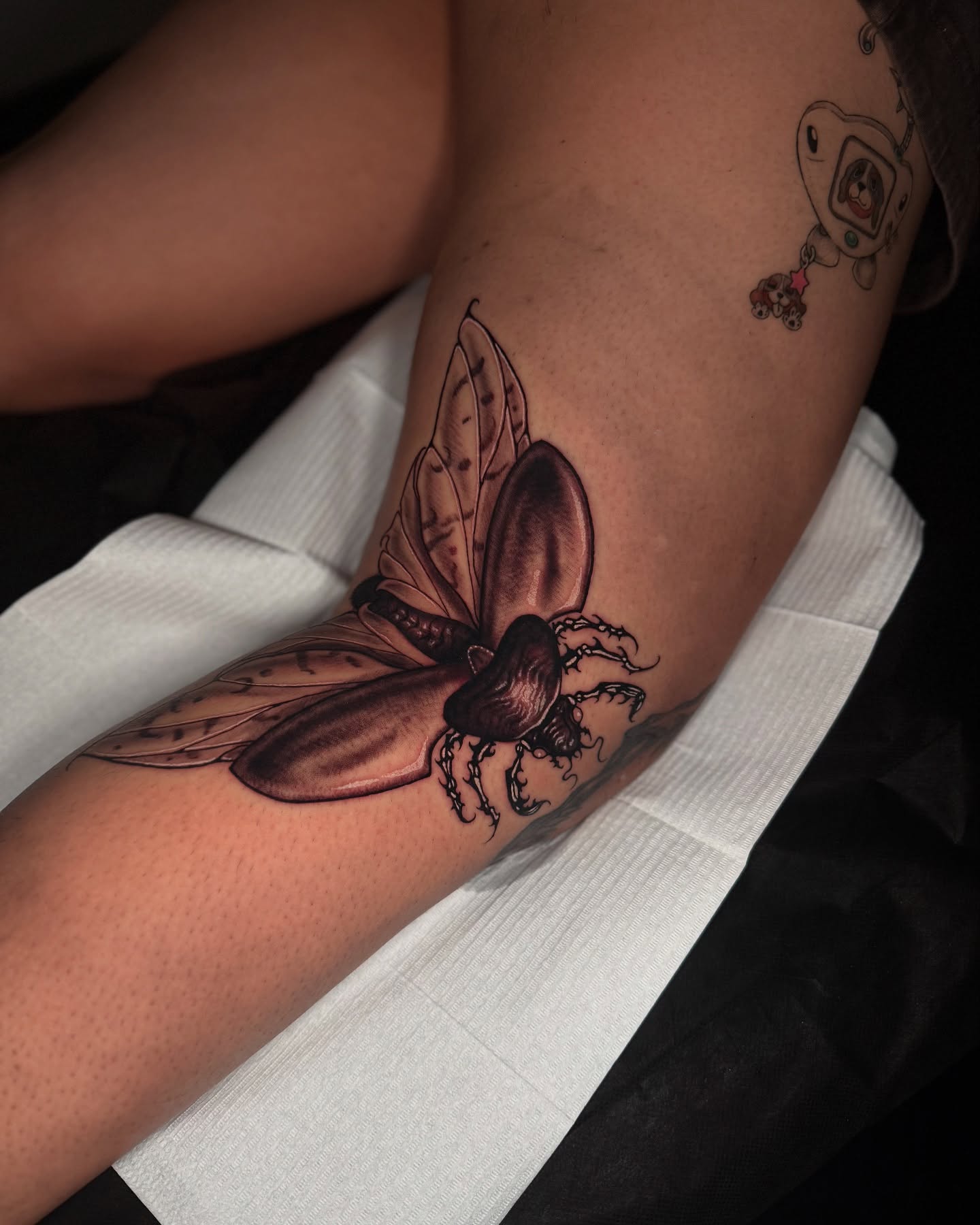 Cicada realism tattoo on the forearm by Isaac