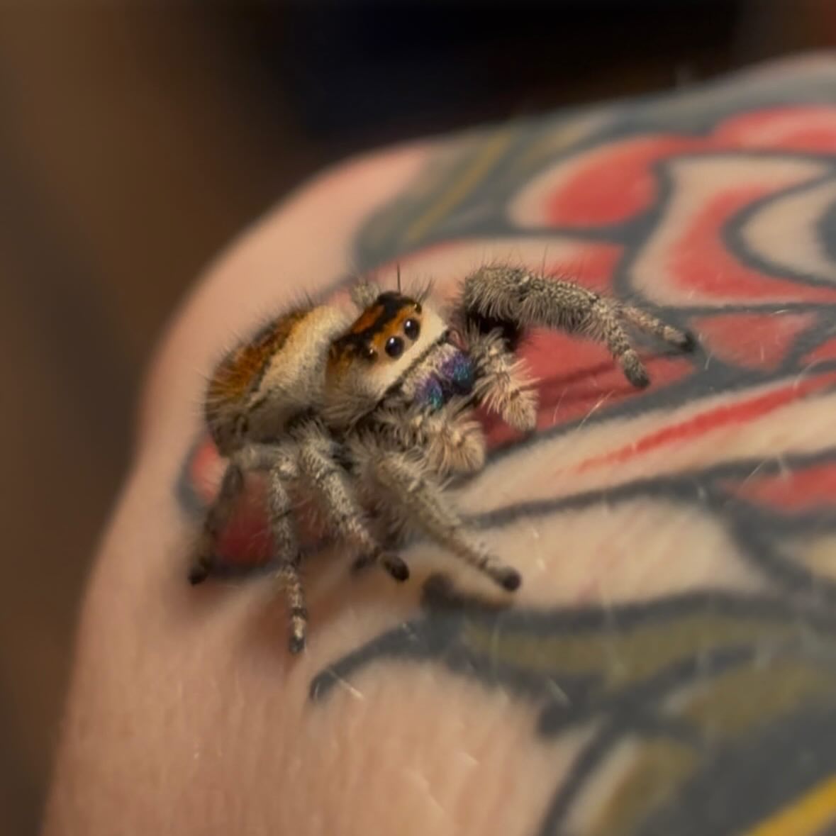 Jumping spider realism tattoo on the forearm by Amber Lea, Kansas City, Kansas