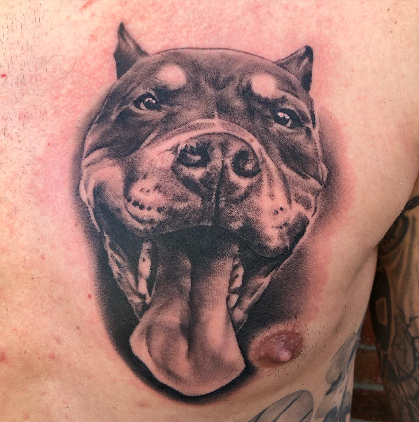Pit bull realism tattoo on the chest by Mike Doherty, Abington, Massachusetts