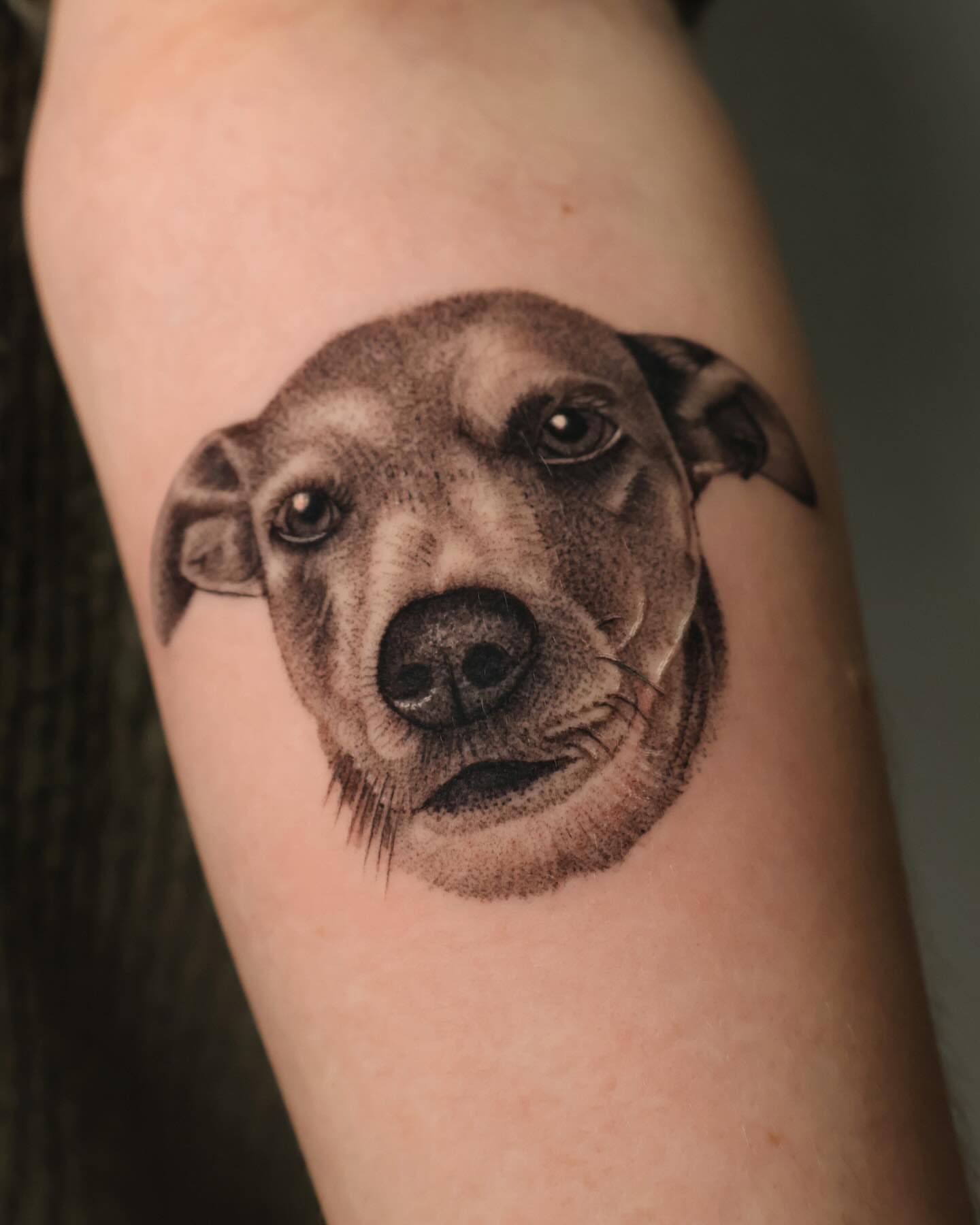 Dog realism tattoo on the forearm by Stephanie Pedraza