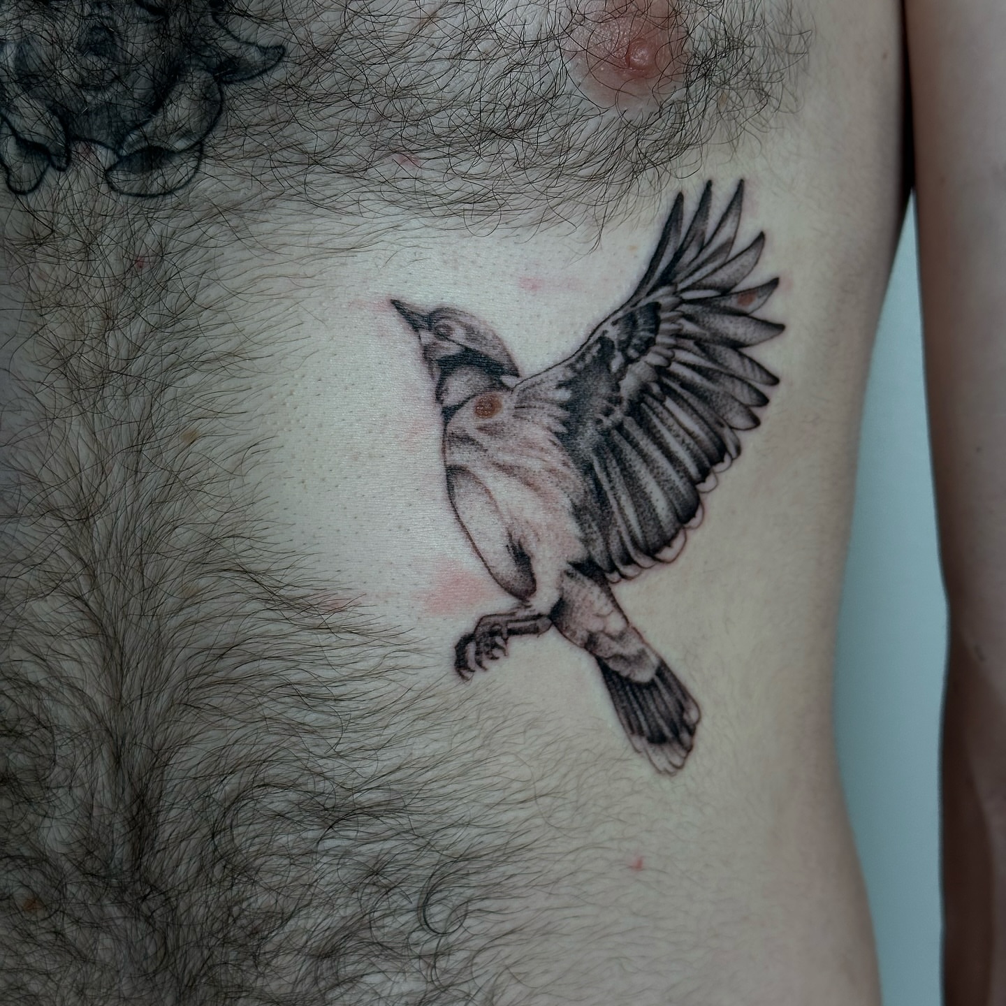 Bird black and grey tattoo on the chest by Sarah Bobby, Houston, Texas