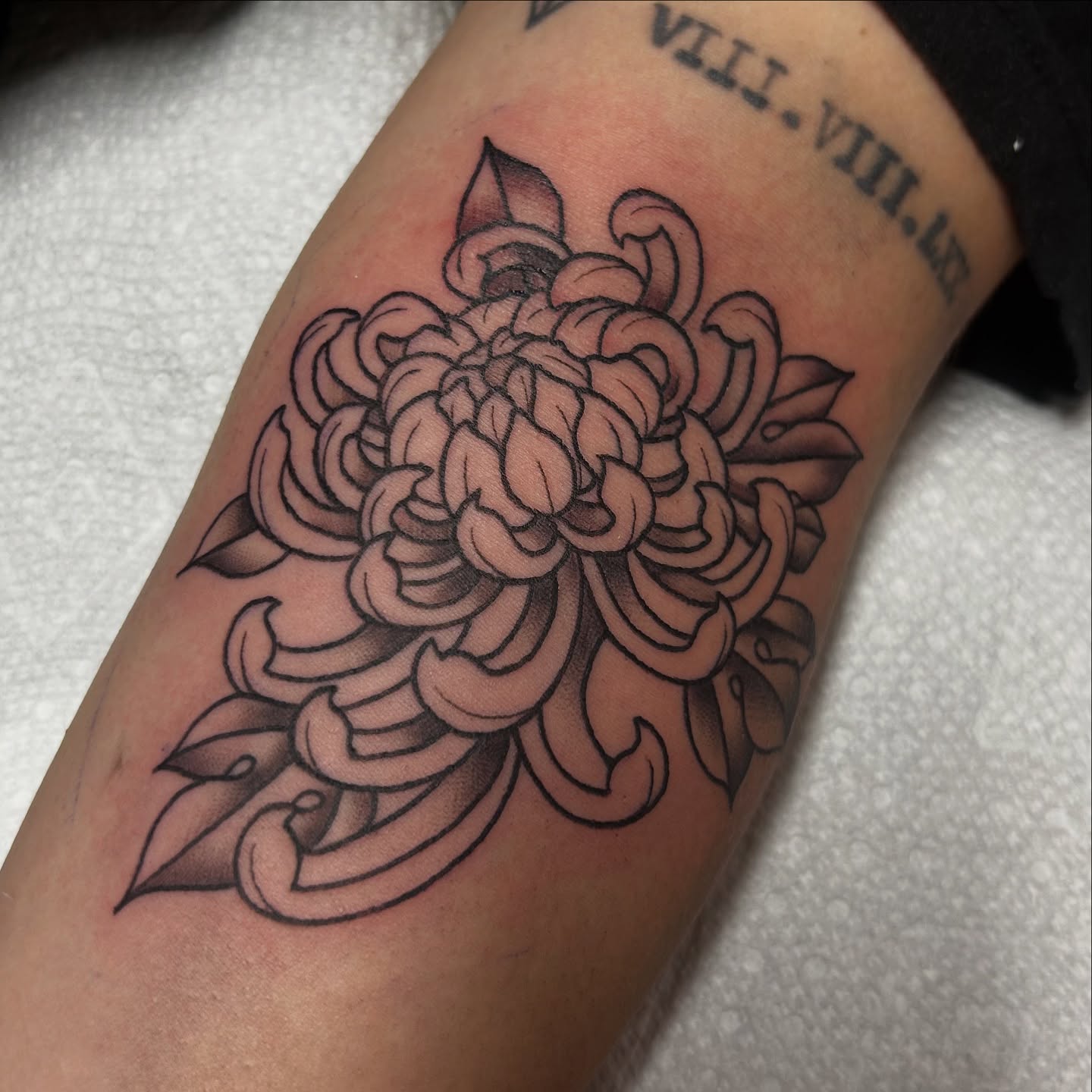 Chrysanthemum black and grey tattoo on the forearm by Lauren Caldwell 🔮🌙