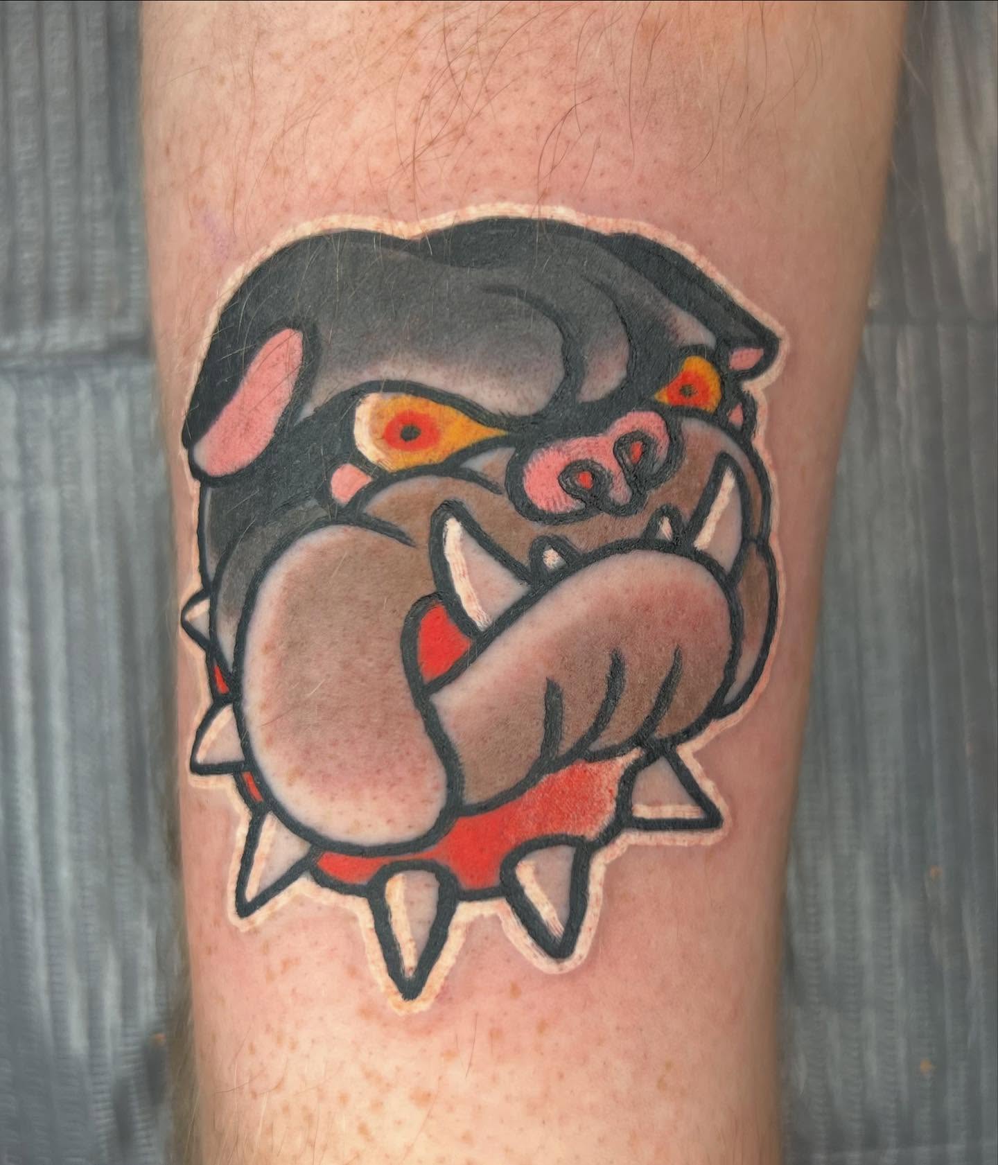 Bulldog American traditional tattoo on the forearm by Will Eagle