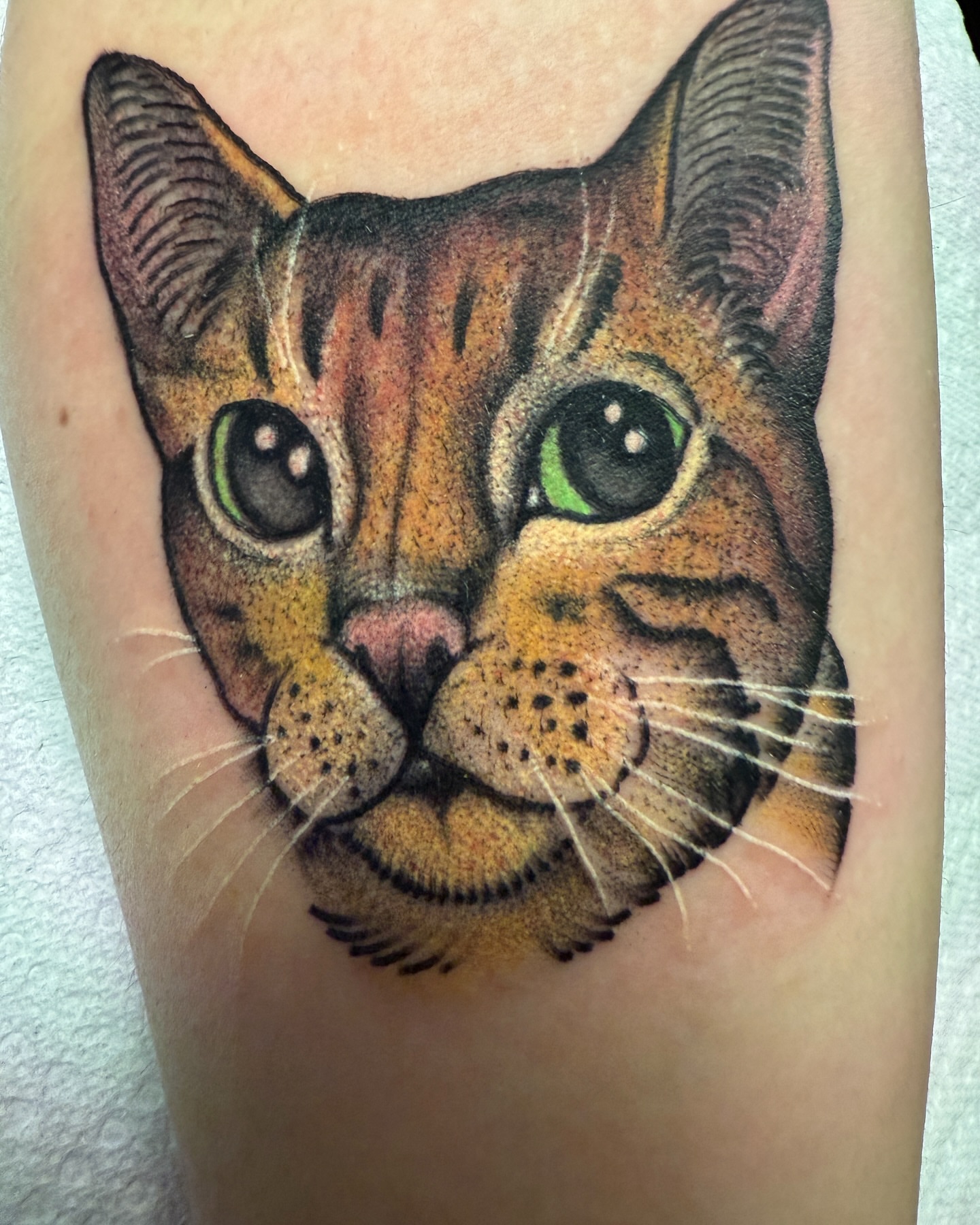Cat realism tattoo on the forearm by Jhon