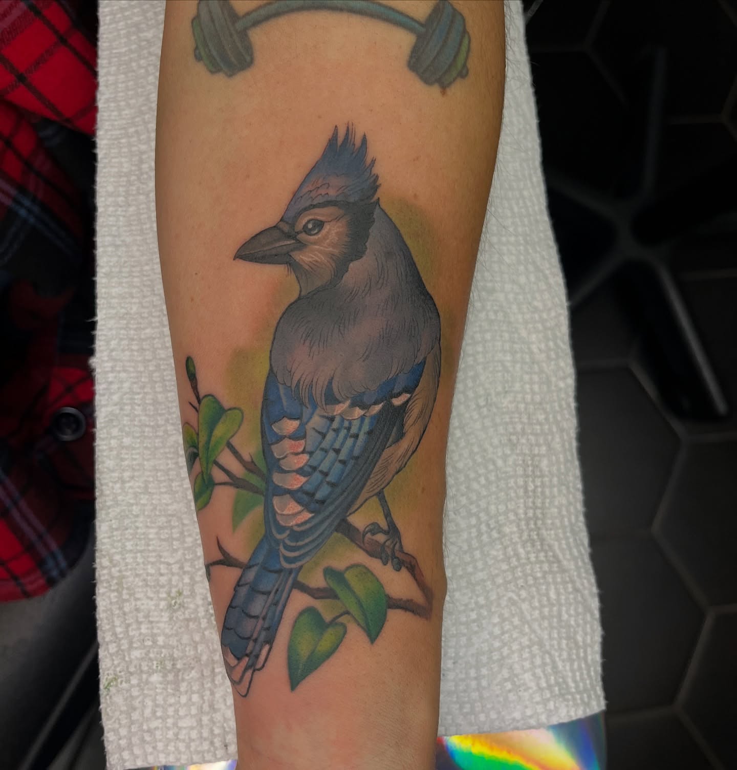 Blue jay realism tattoo on the forearm by Angelique Sanders, Tellico Plains, Tennessee