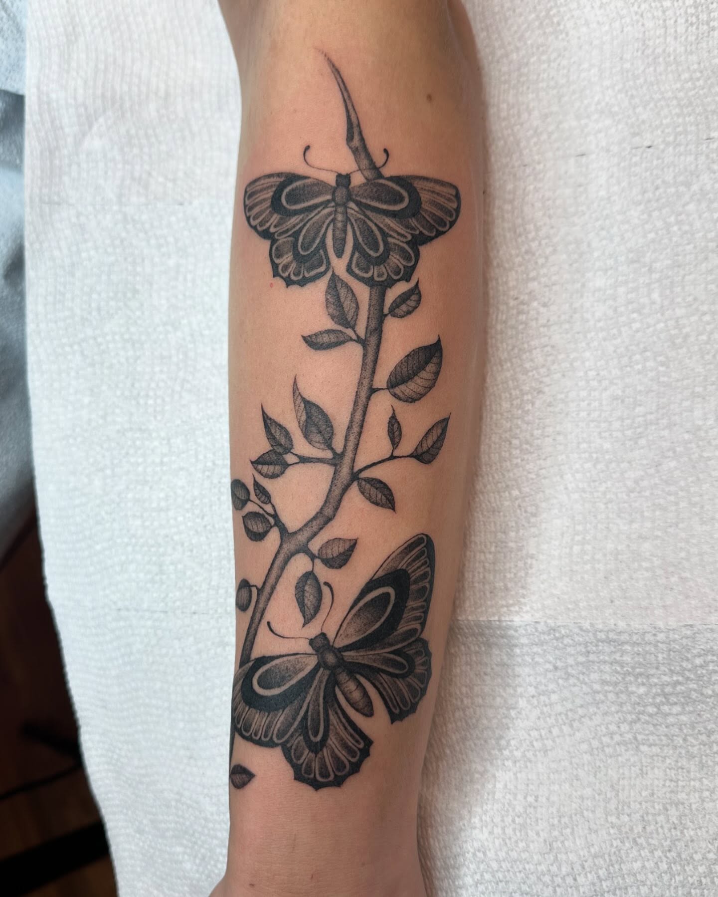 Butterfly and branch black and grey tattoo on the forearm by 𝖍𝖆𝖓𝖓𝖆𝖍