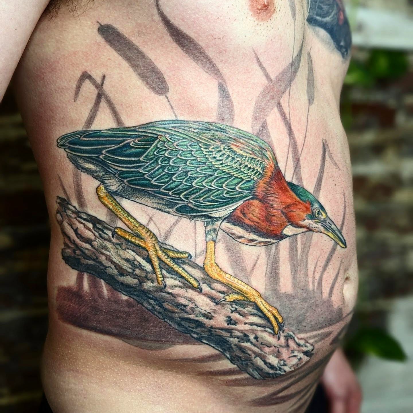 Green heron realism tattoo on the ribs by Eli Studer