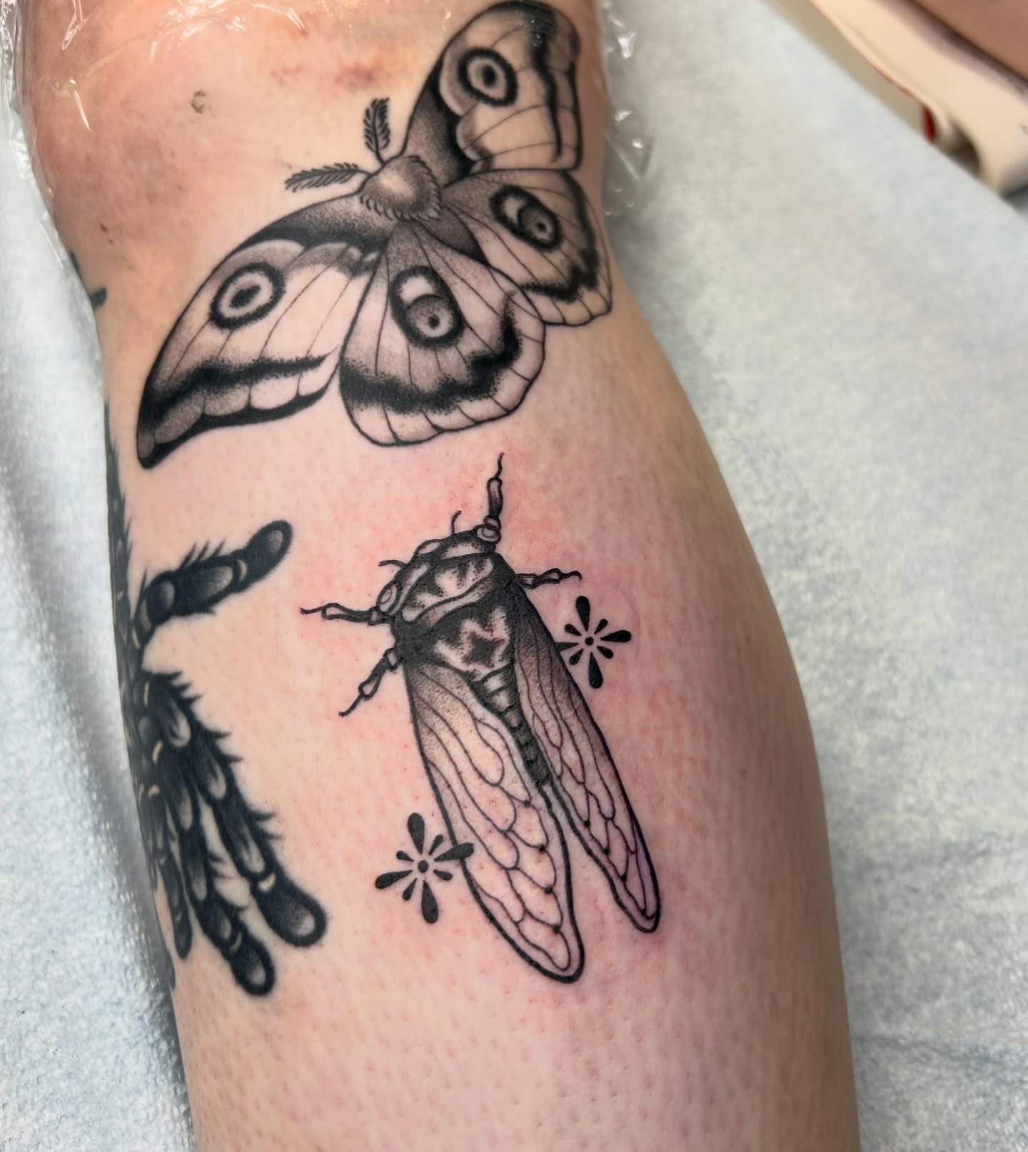 Moths and cicada black and grey tattoo on the forearm by ☻ darby robertson ☻