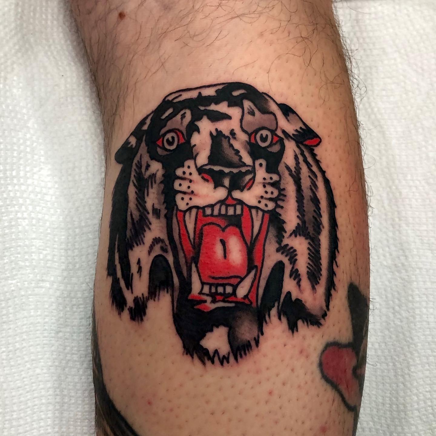 Tiger American traditional tattoo on the forearm by brenden