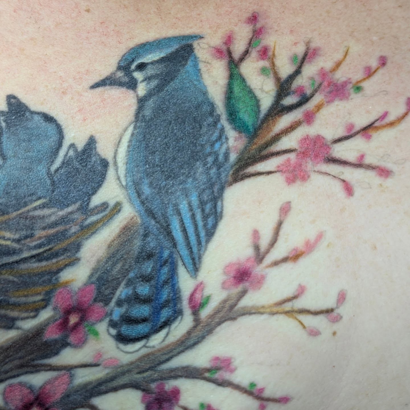 Blue jay realism tattoo by Jou Smile (Jo)