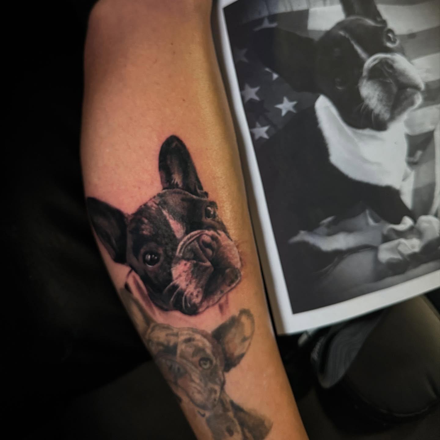 French bulldog realism tattoo on the forearm by Zacharee Osborn