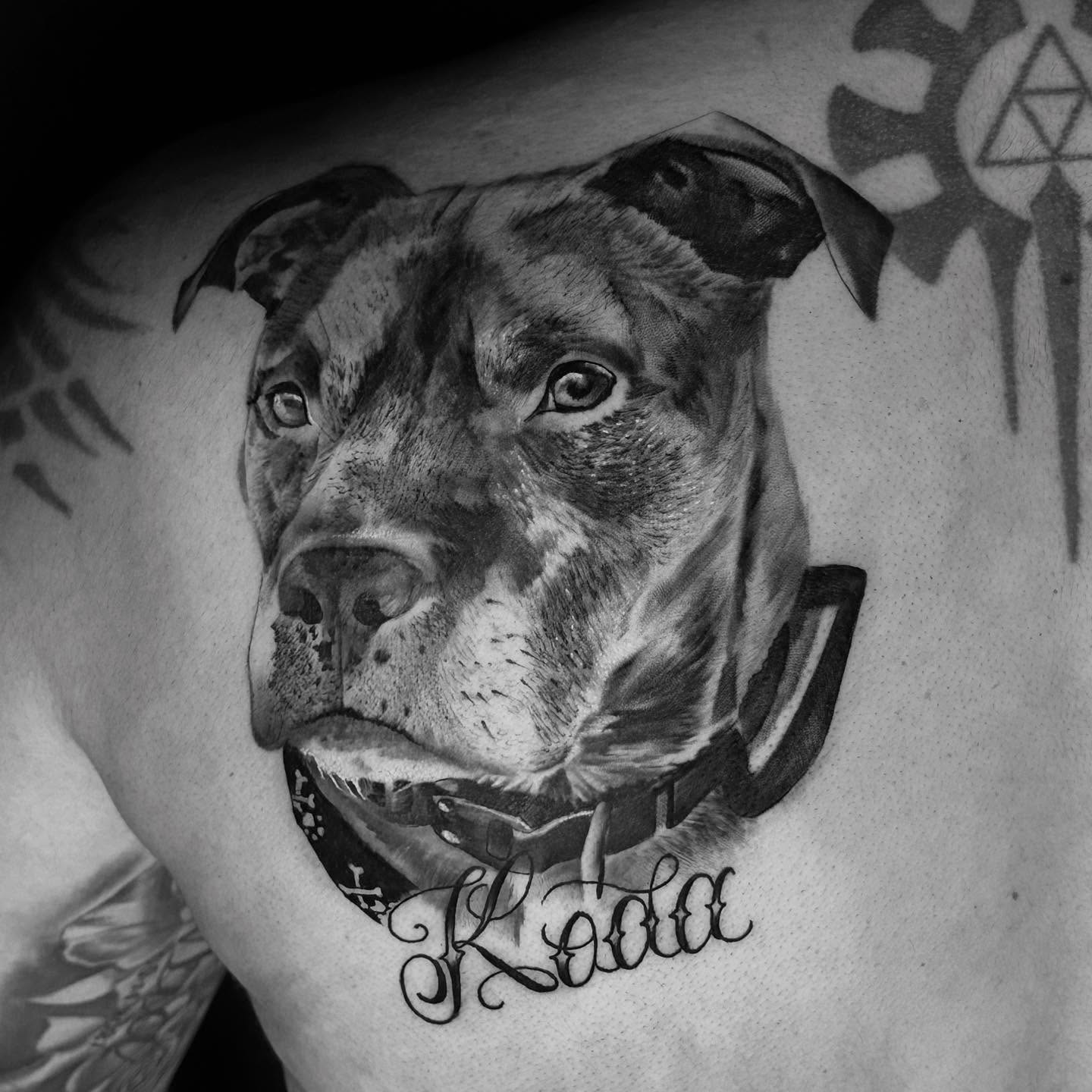 Pit bull realism tattoo on the chest by T, Saugus, Massachusetts