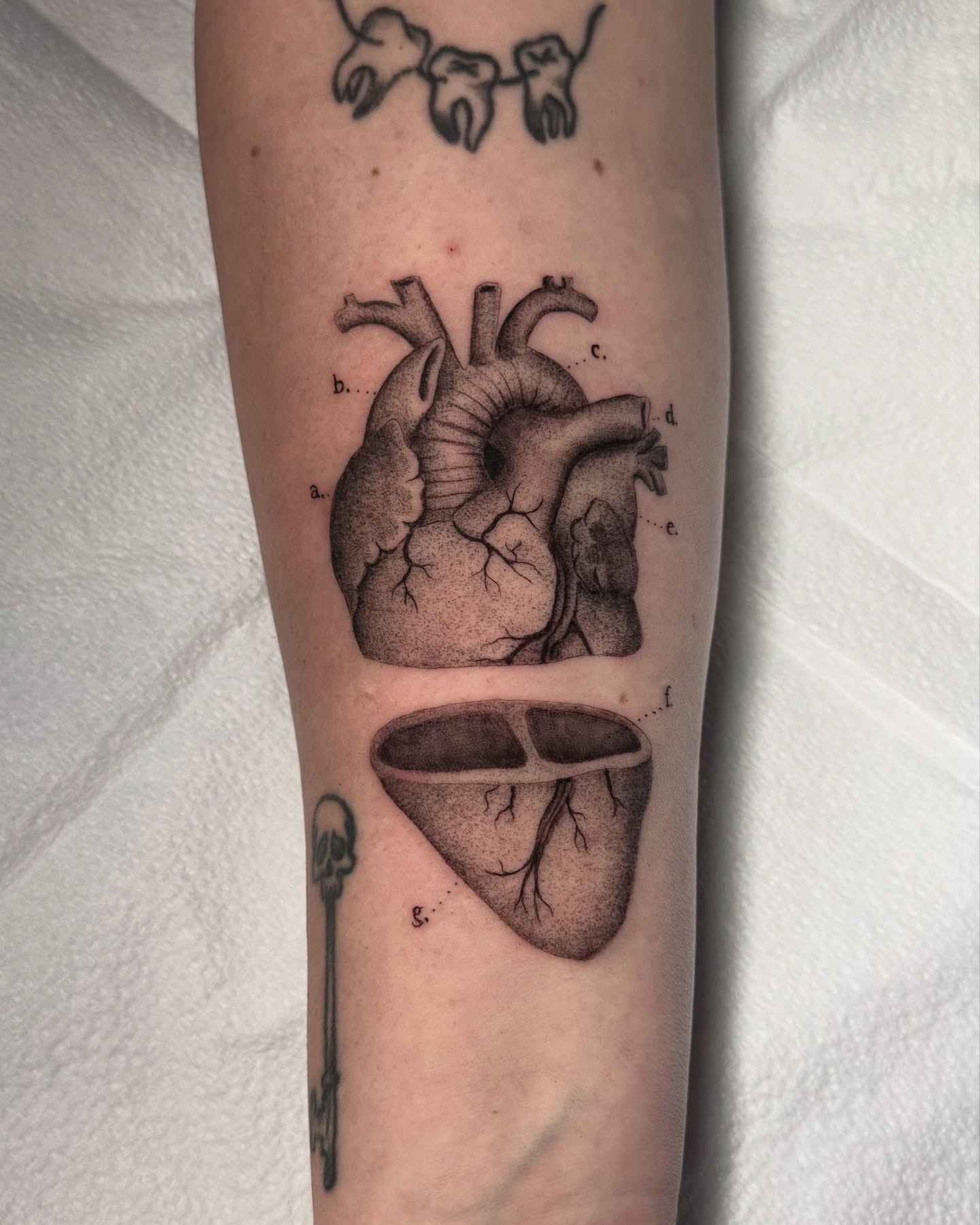 Anatomical heart dotwork tattoo on the forearm by Truett Payton