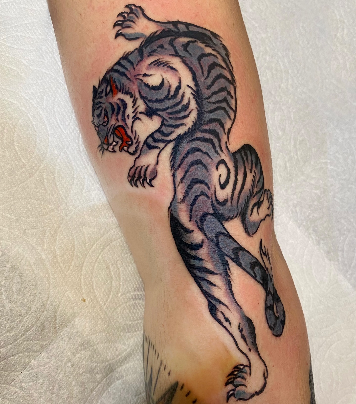 Tiger American traditional tattoo on the forearm by Haley Tucker, Sebastopol, California